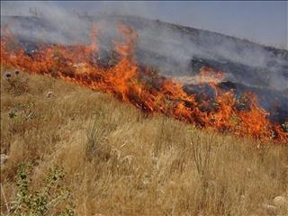 آتش زدن بقایای کشاورزی؛ بلایی خاموش برای خاک، هوا و نسل آینده